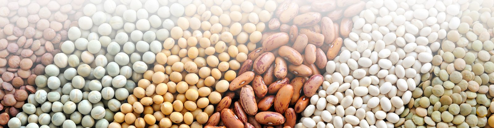 Pulses Exporter From India