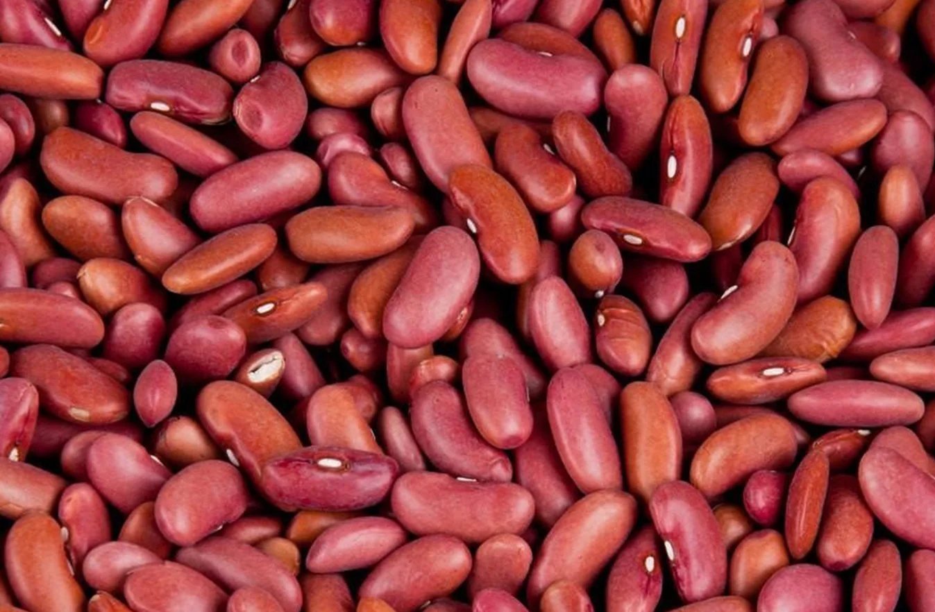Rajma-trader-supplier